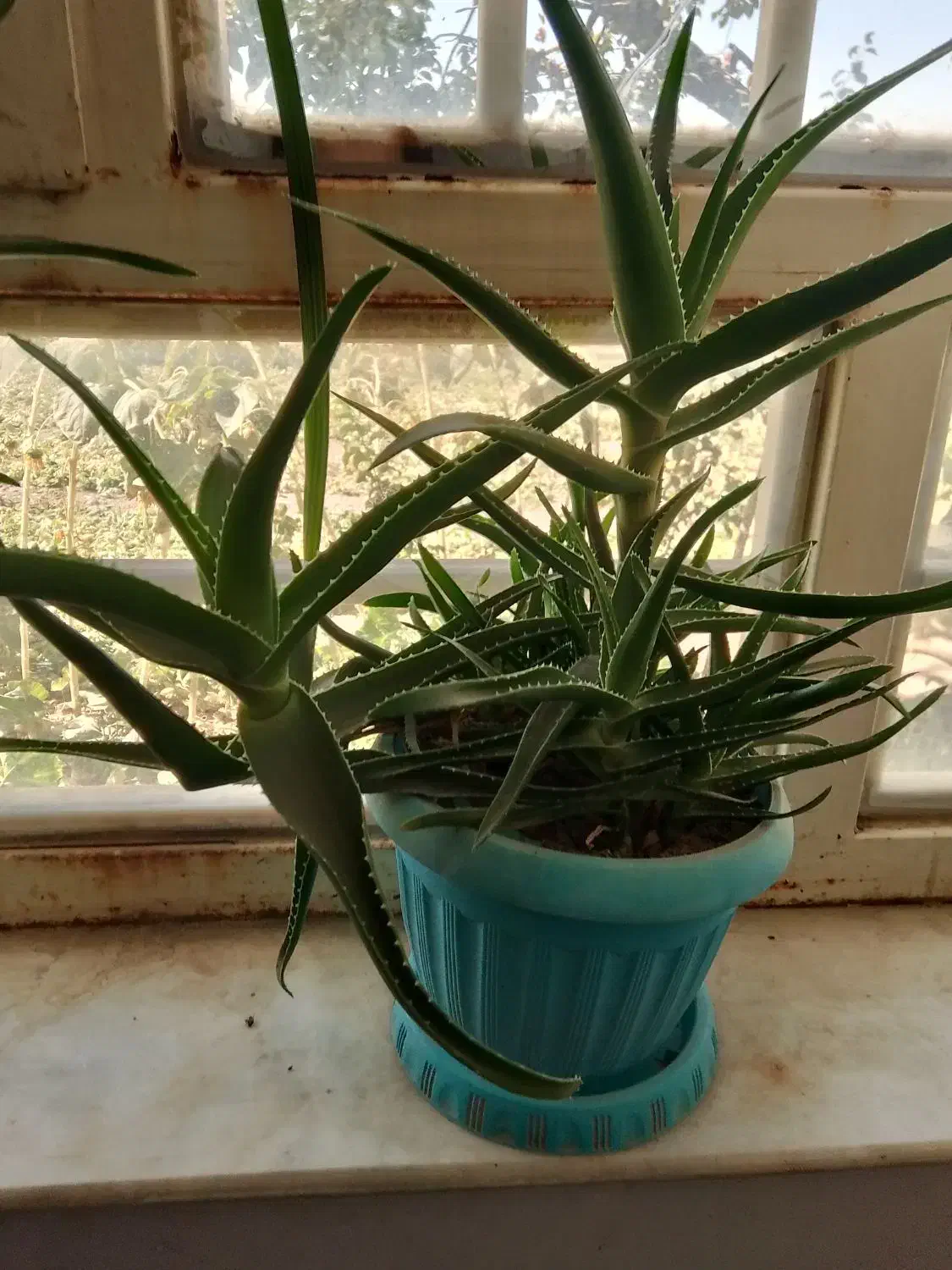 گل های طبیعی کاکتوس|گل و گیاه طبیعی|نیشابور, مازول|دیوار