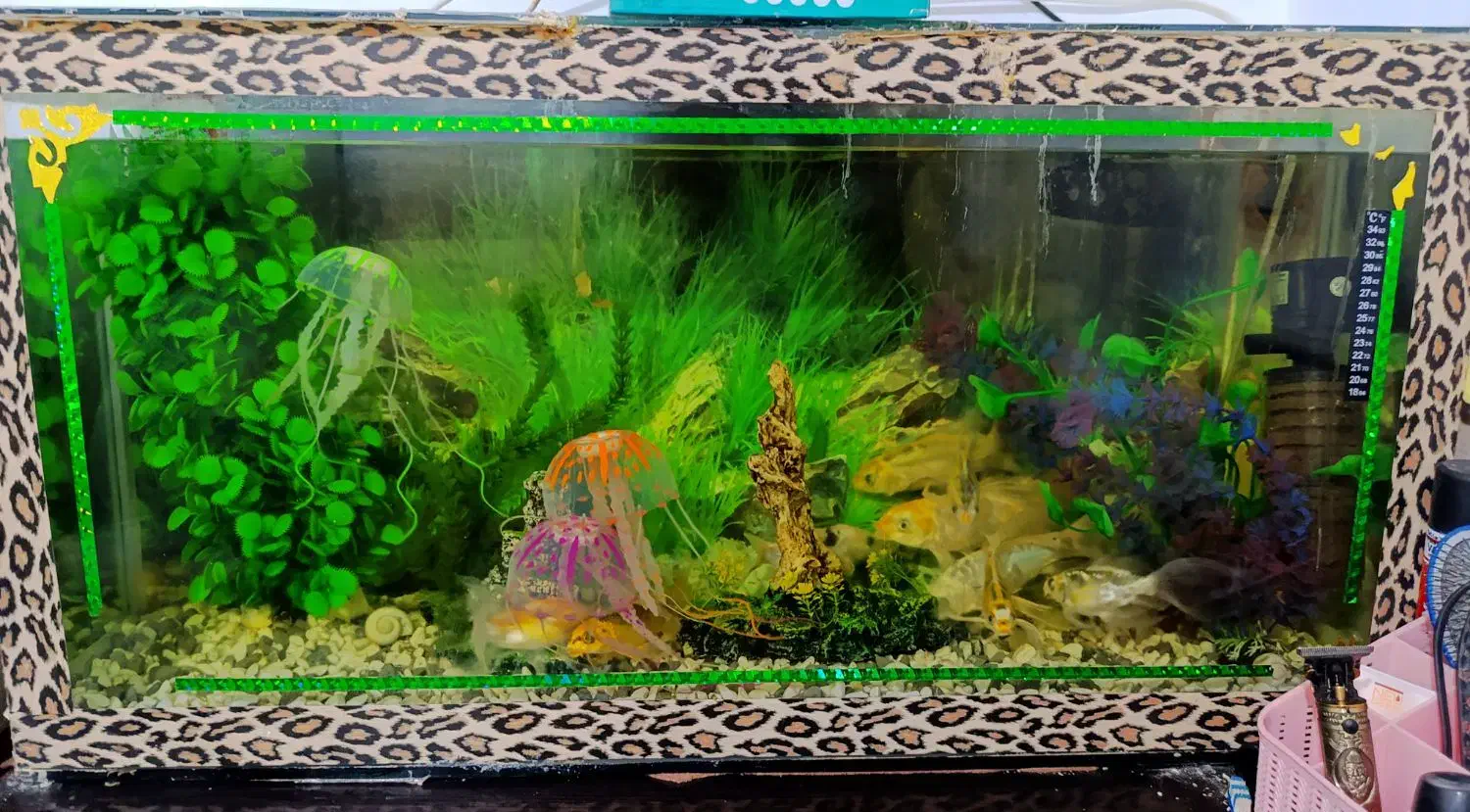 اکواریوم با ماهی ها گل فیش ،کویل تمام لوازم هایش|ماهی|ساوه, |دیوار