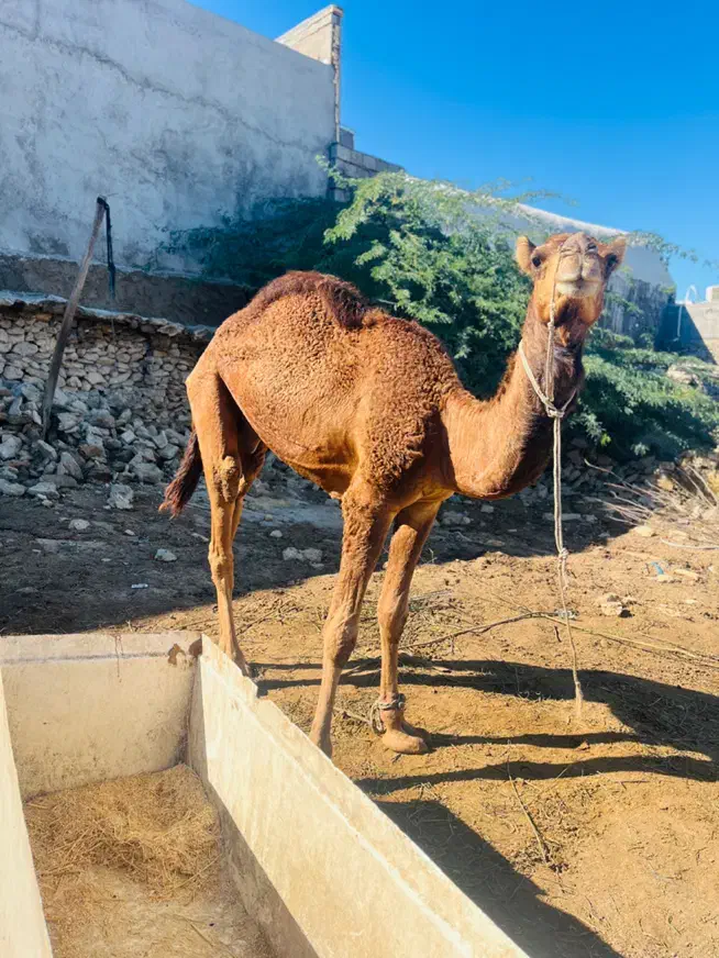 شتر|حیوانات مزرعه|قشم, |دیوار