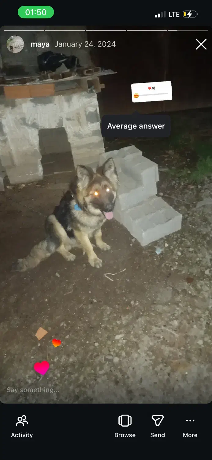 ژرمن شولاین|سگ|قائمشهر, |دیوار