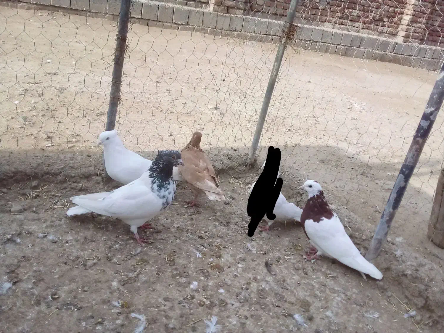 کبوتر|پرنده|بناب, |دیوار