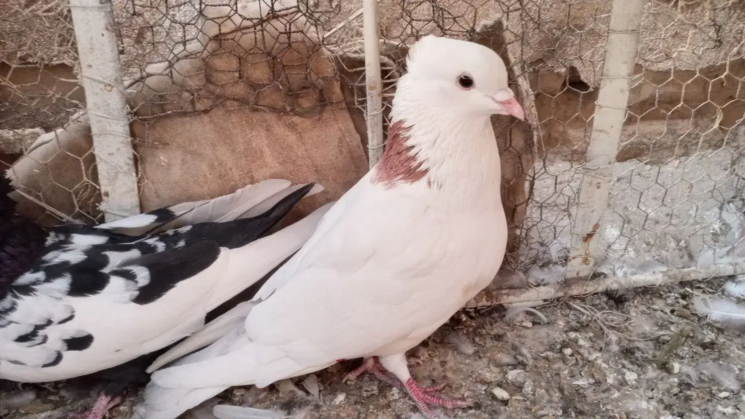 کبوتر|پرنده|بهبهان, |دیوار