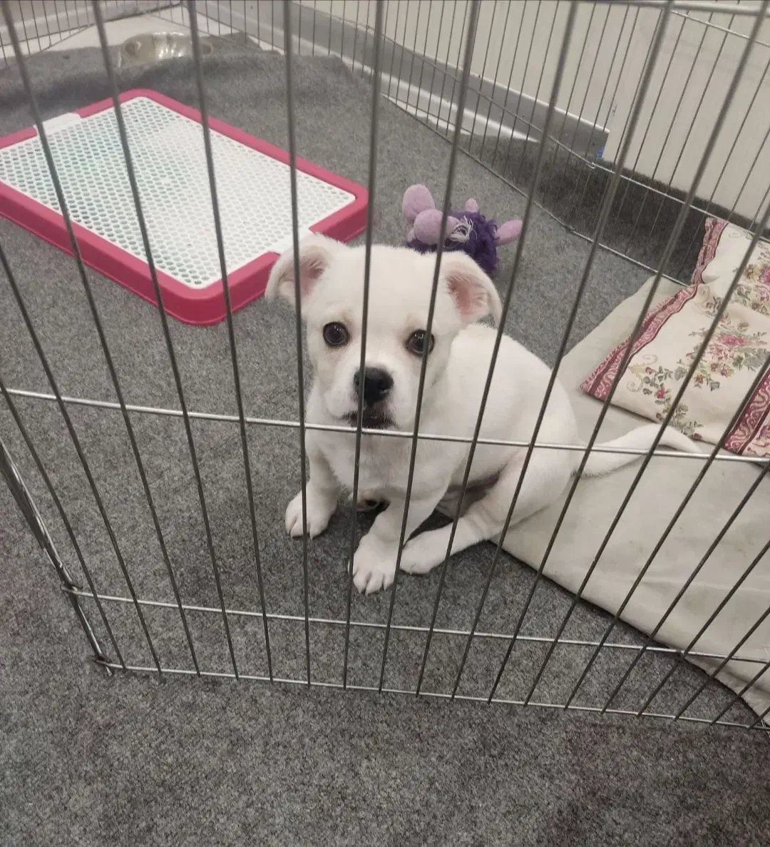 توله سگ نر مالتیز سه ماه شناسنامه دار|سگ|پردیس, فاز ۸|دیوار