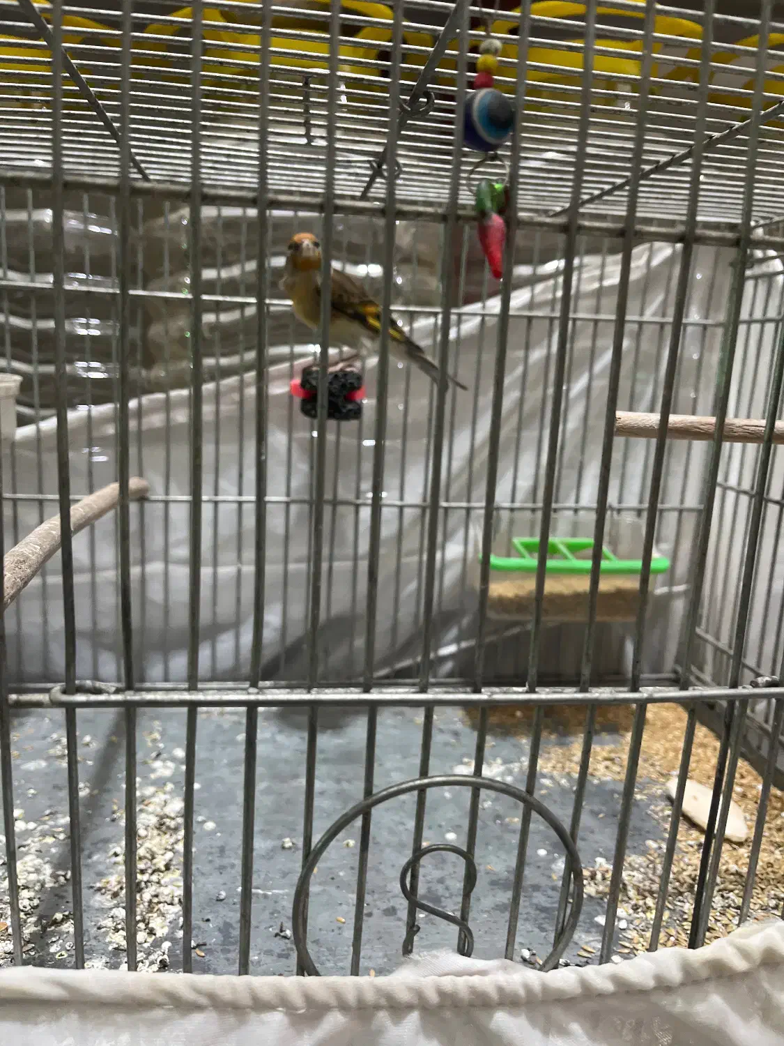 سهره قناری|پرنده|کرج, حیدرآباد|دیوار