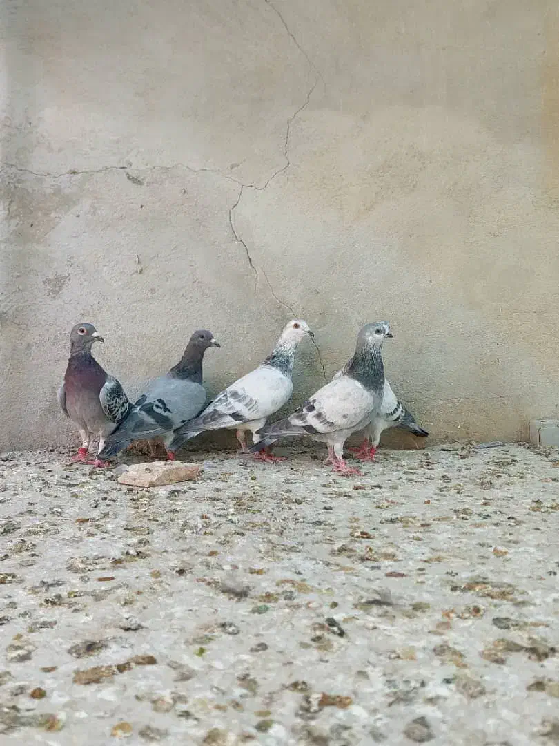 جوجه پلاکی|پرنده|شیراز, بید زرد|دیوار