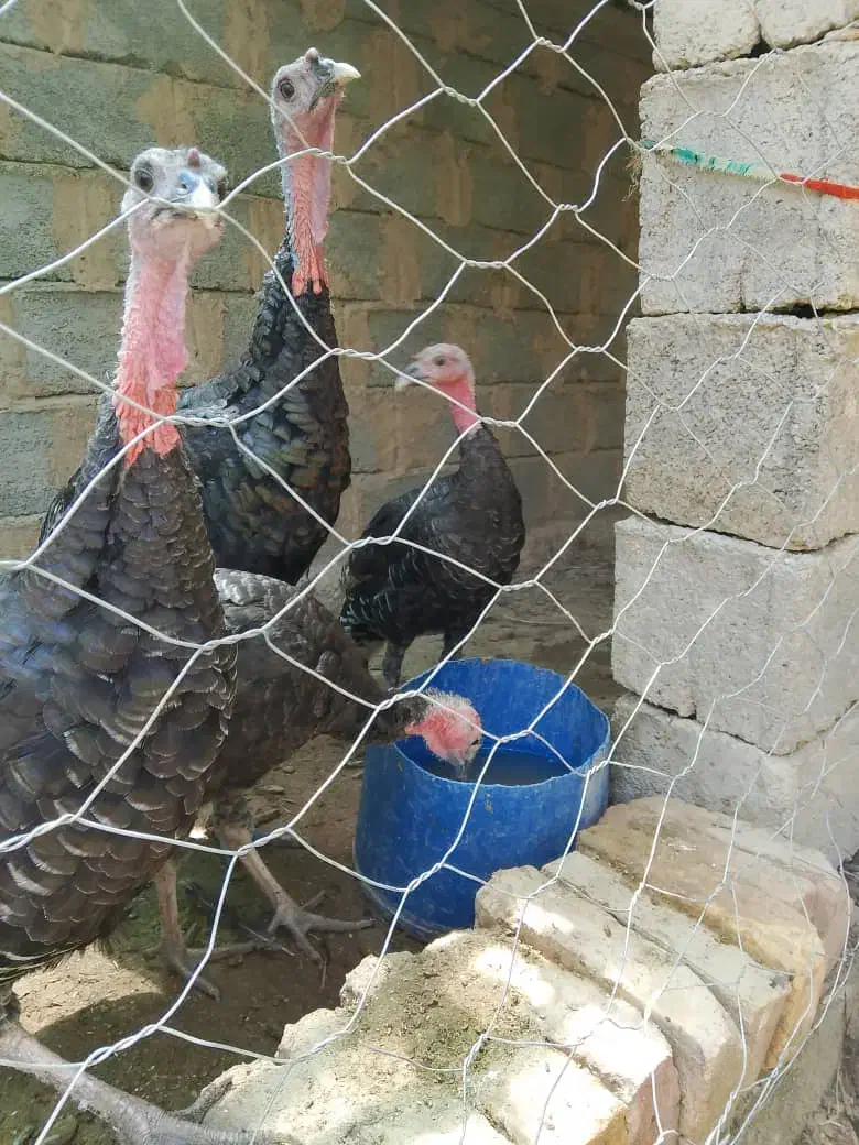 بوقلمون محلی|حیوانات مزرعه|سیب و سوران, |دیوار