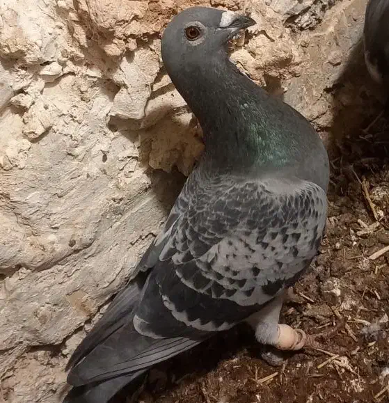 سه عدد سبز|حیوانات|اسفراین, |دیوار