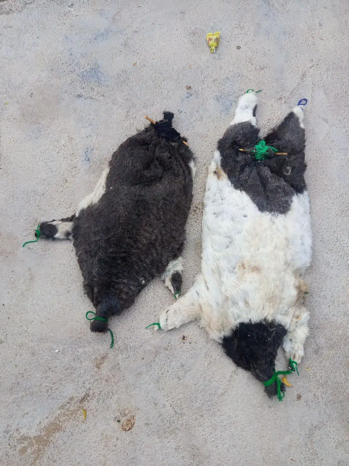 دوعدد خیگ آماده روغن بفروش میرسد|فروشگاه و مغازه|ایذه, |دیوار