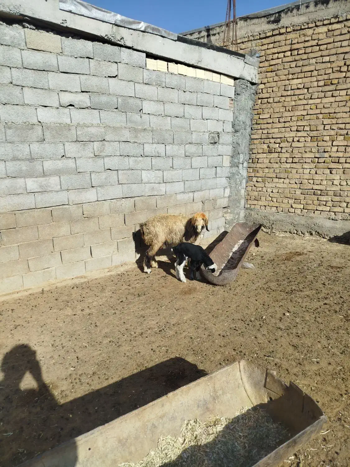 شیشک میش|حیوانات مزرعه|لاران, |دیوار