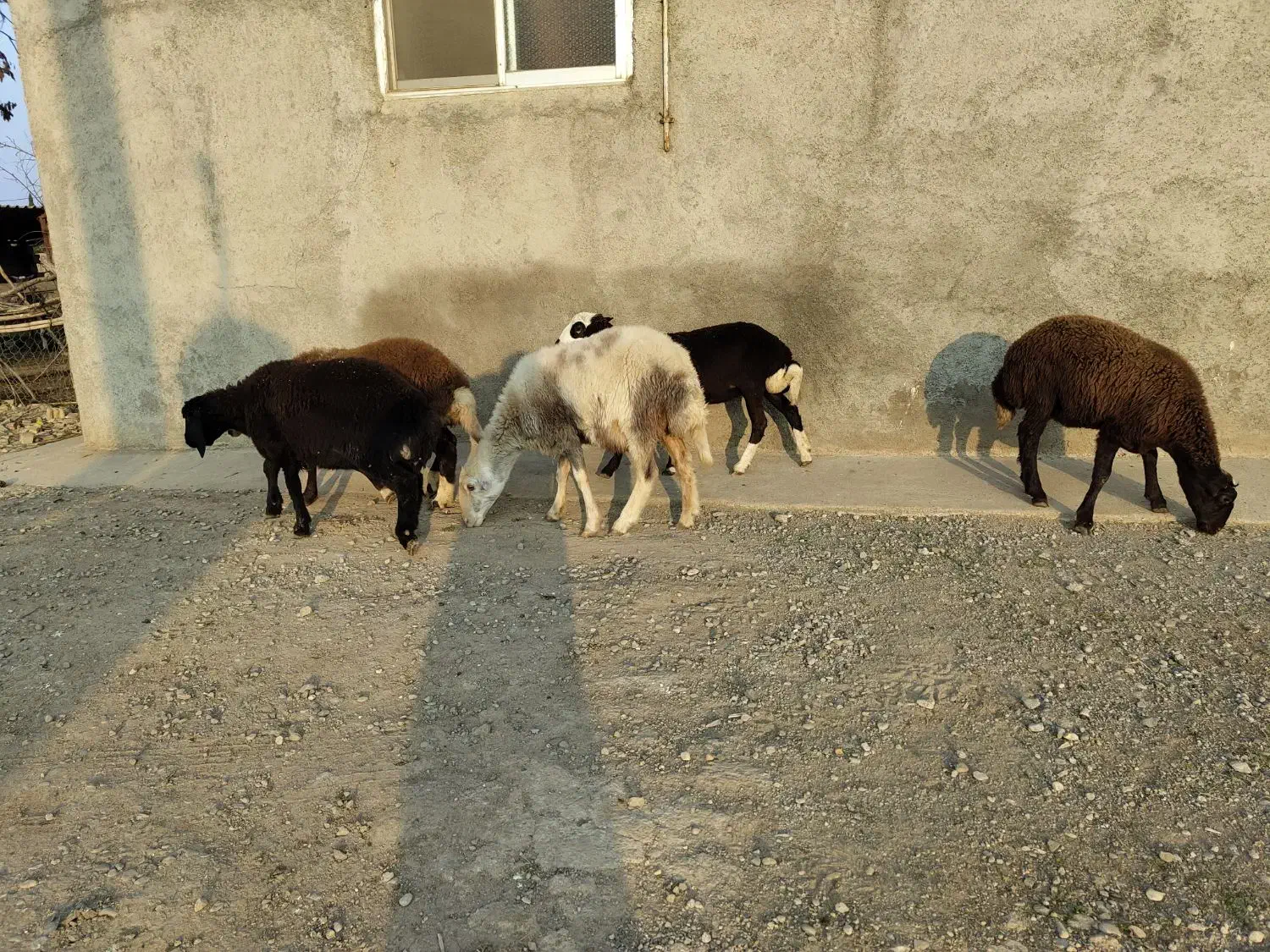 5راس توقلی ماده زیر قوچی درجه یک|حیوانات مزرعه|مزرعه کتول, |دیوار