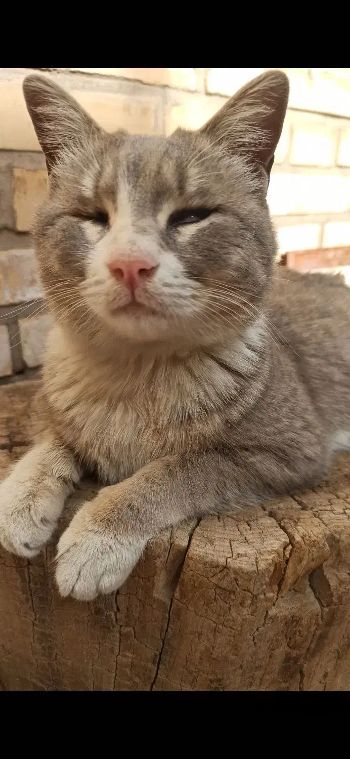 گربه گمشده|حیوانات|کرمان, |دیوار