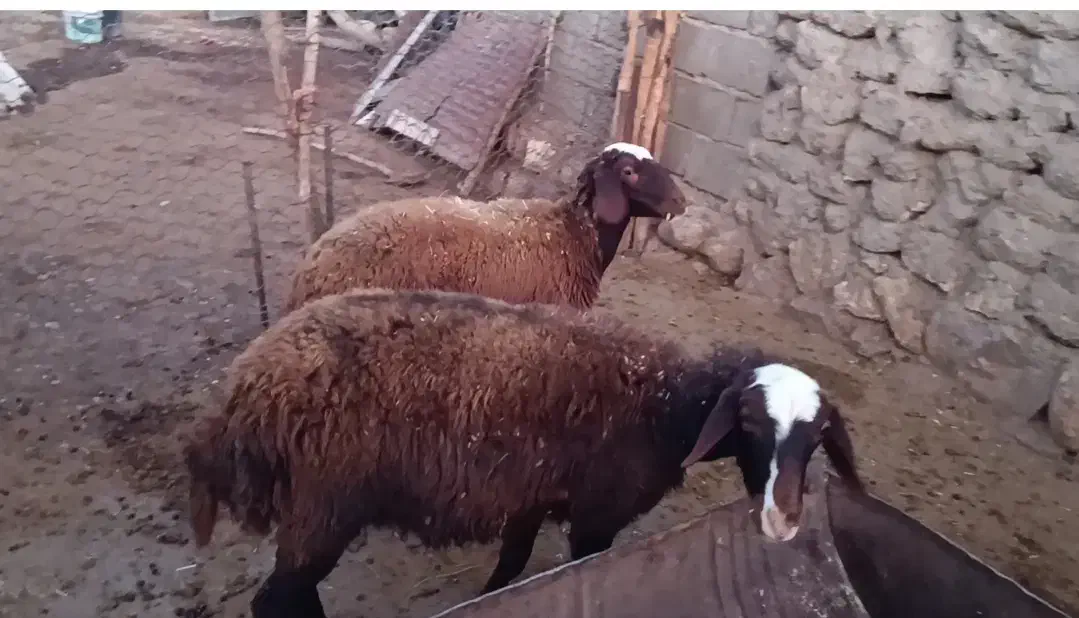 بره ماده داشتی|حیوانات مزرعه|زاغه, |دیوار