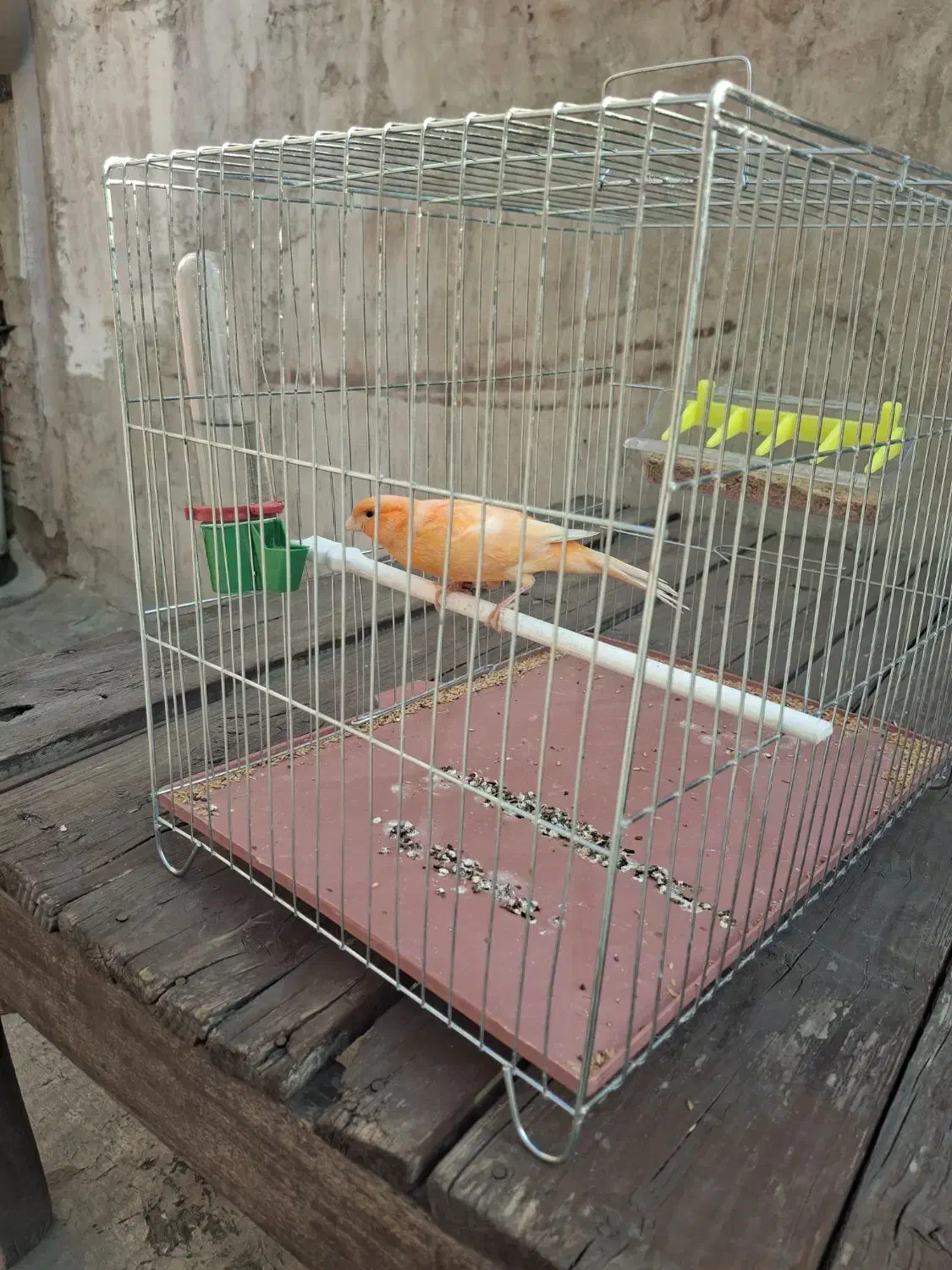 قناری پرتغالی آنتیک|پرنده|چهاردانگه (تهران), |دیوار