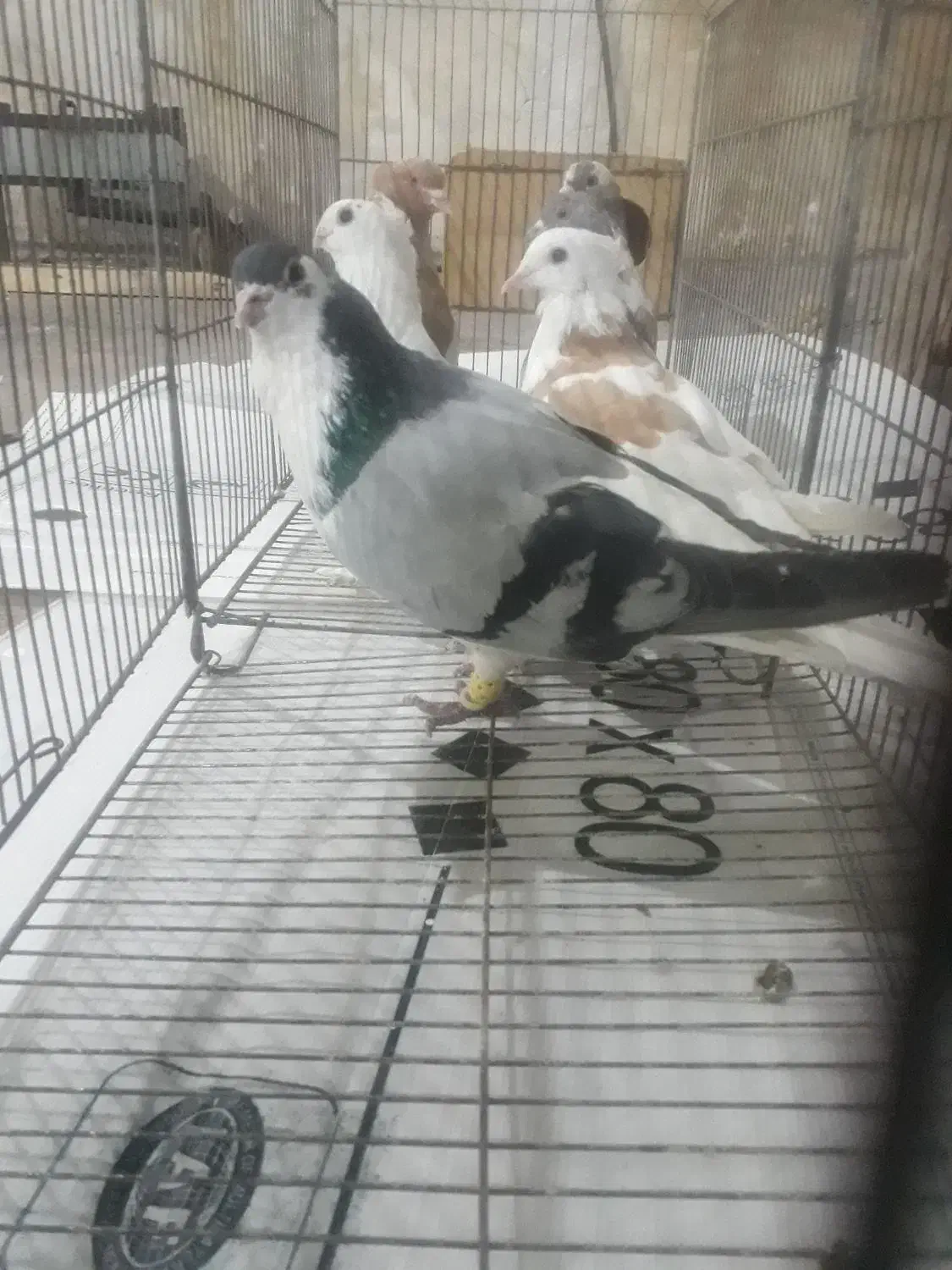 کبوتر|پرنده|جهرم, |دیوار