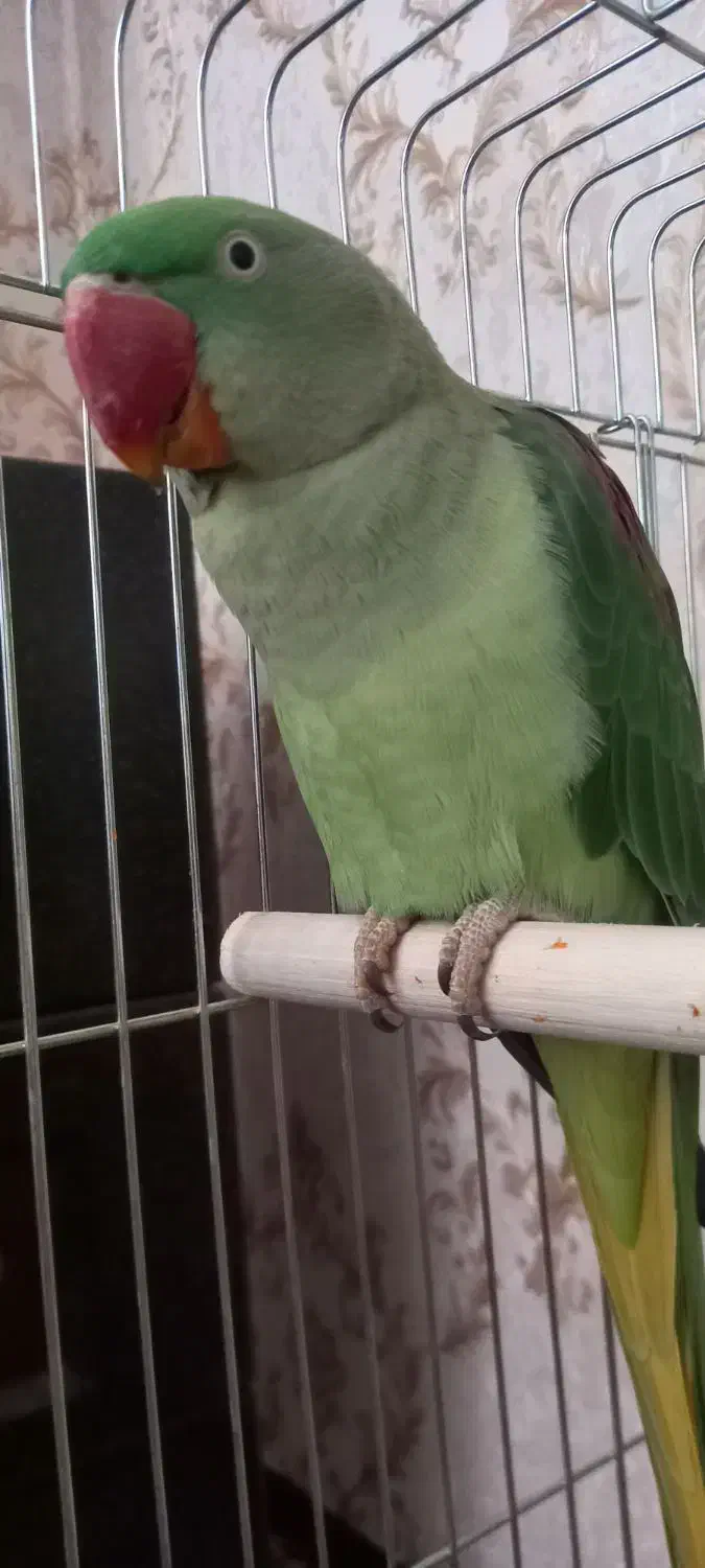 شاه طوطی|پرنده|رشت, رودباری|دیوار