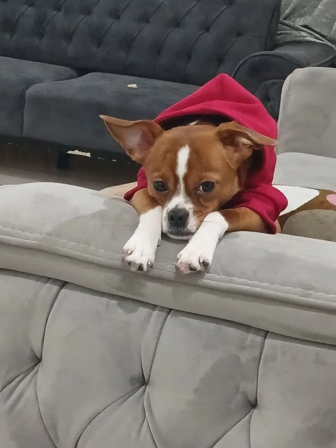 سگ گمشده|حیوانات|امیدیه, |دیوار