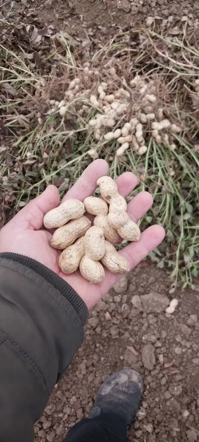 استاد کار تخمه پزی و کارگر ساده نیازمندیم|استخدام خدمات فروشگاه و رستوران|کرمانشاه, |دیوار