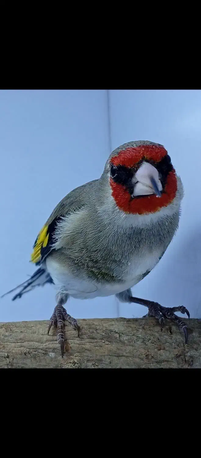 سهره|پرنده|کرمان, |دیوار