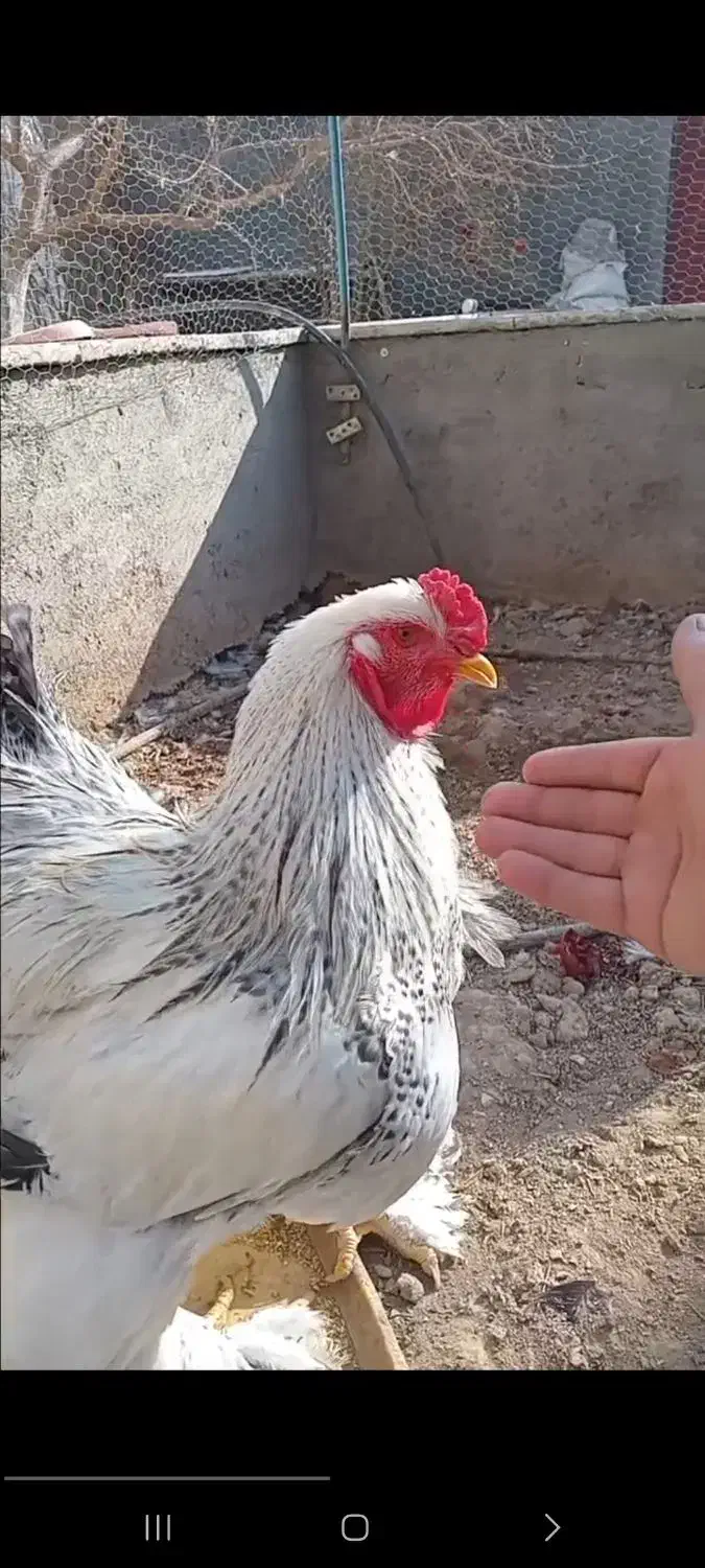 خروس برهمارومانی|حیوانات مزرعه|قم, سالاریه|دیوار