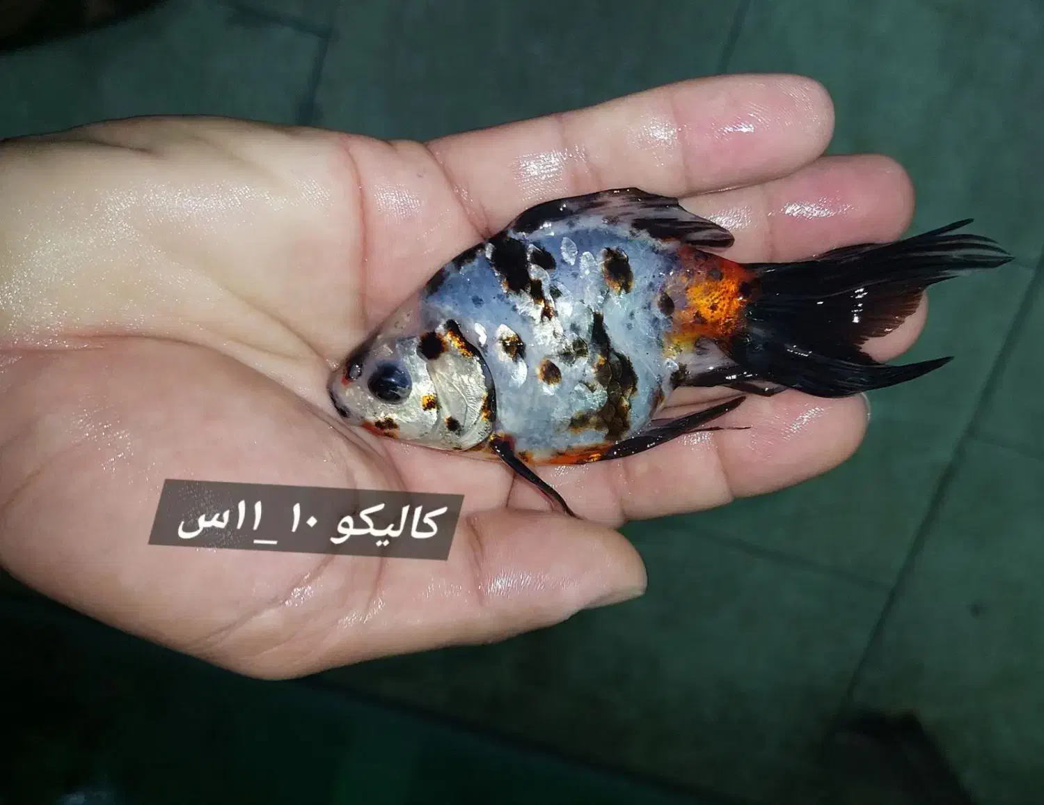 انواع ماهی آکواریومی|ماهی|شیراز, درکی|دیوار