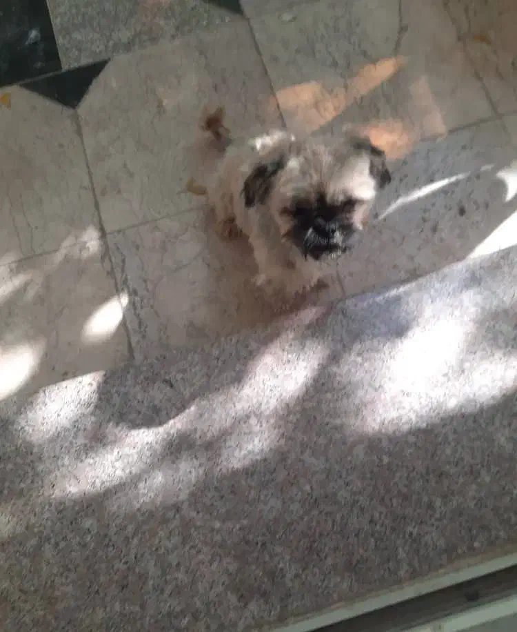 گم شدن سگ|حیوانات|شاهینشهر, امیرکبیر|دیوار