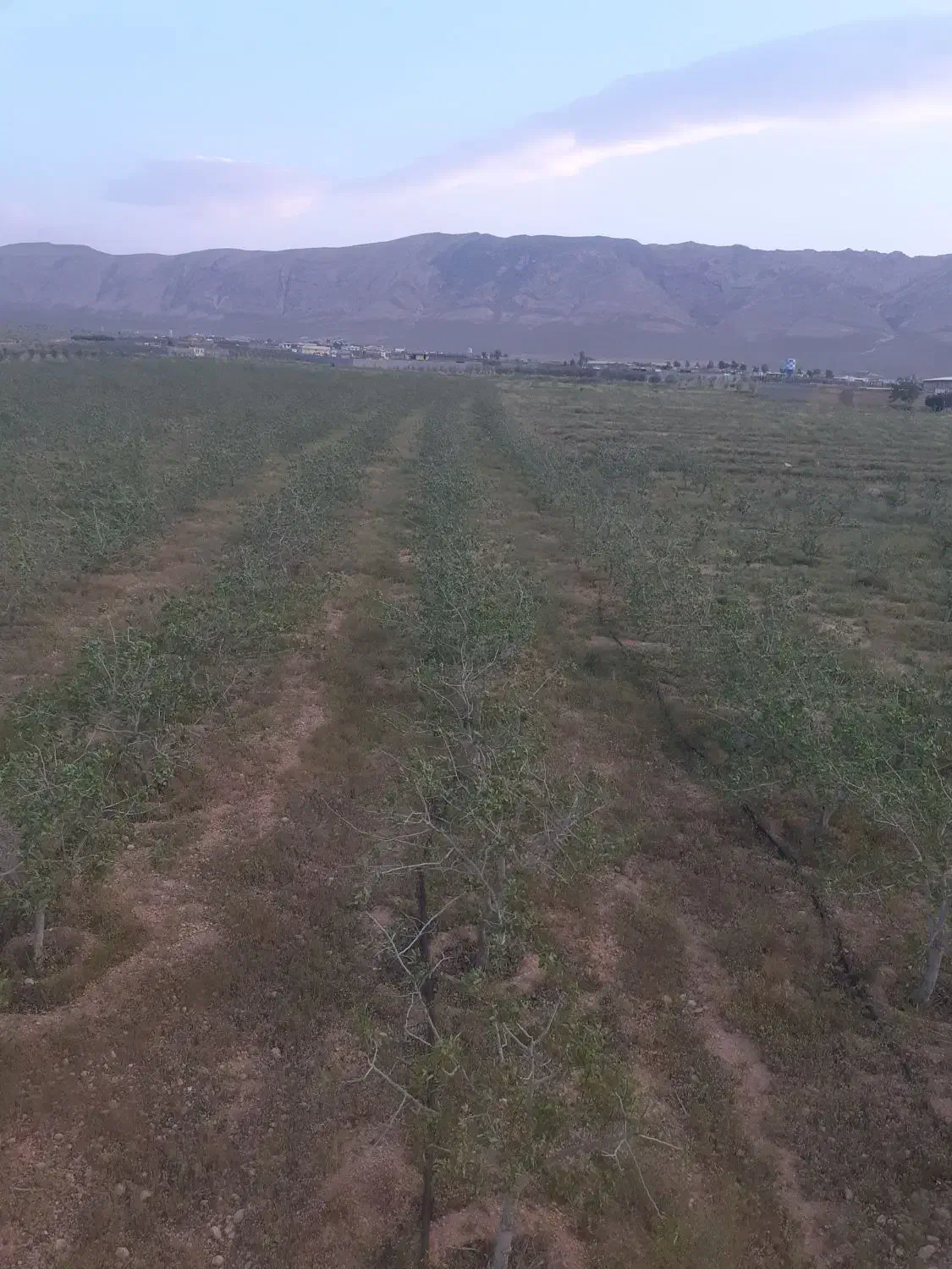 ۱۰هکتار باغی وکشاورزی فروش فوری تا پایان هفته|فروش دفتر صنعتی، کشاورزی، تجاری|شیراز, داریون|دیوار