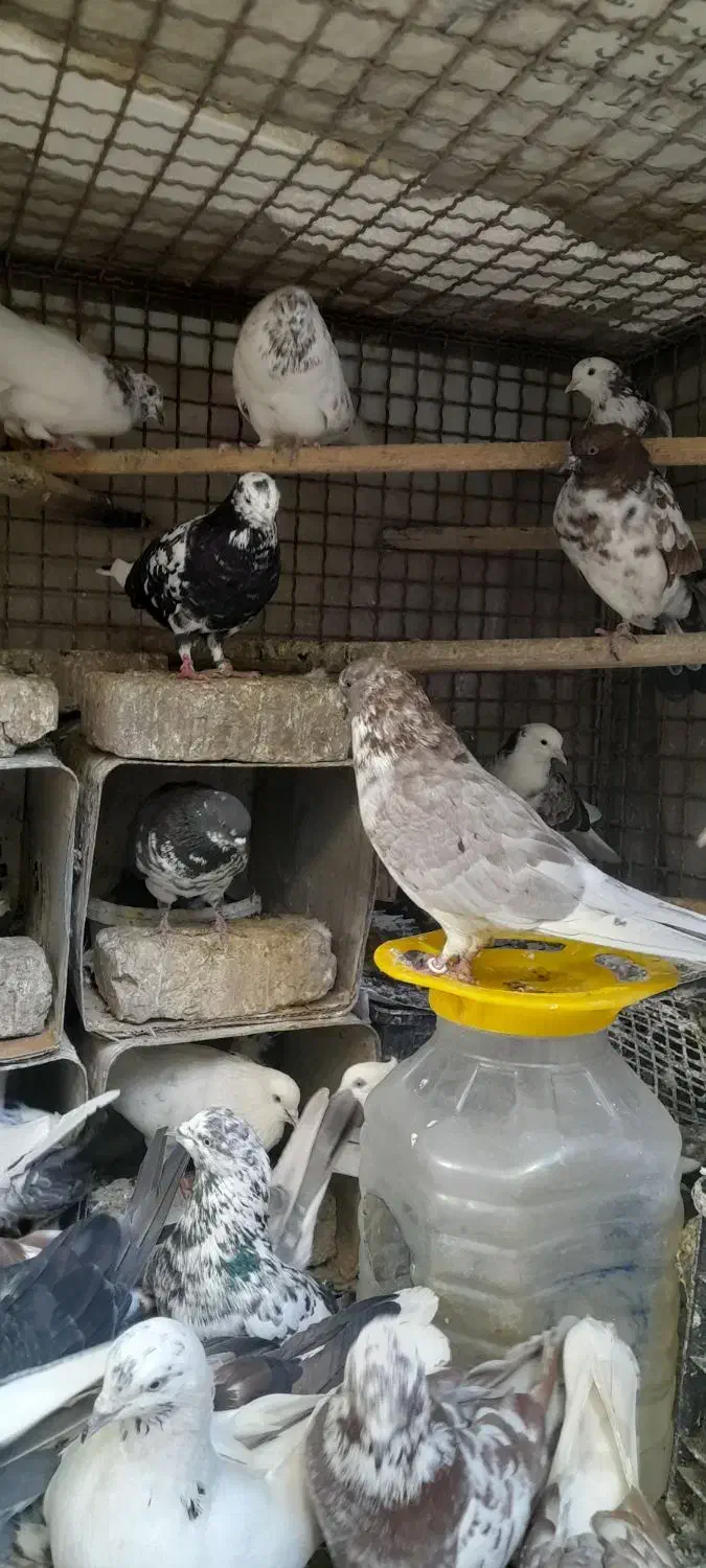 فروش کبوتر|پرنده|هشتگرد, هشتگرد قدیم|دیوار