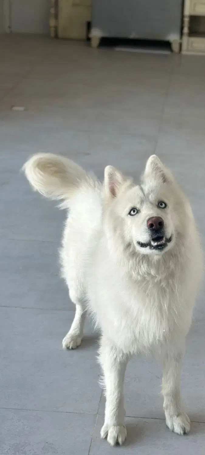 گمشده|حیوانات|گلبهار, شهر جدید گلبهار|دیوار