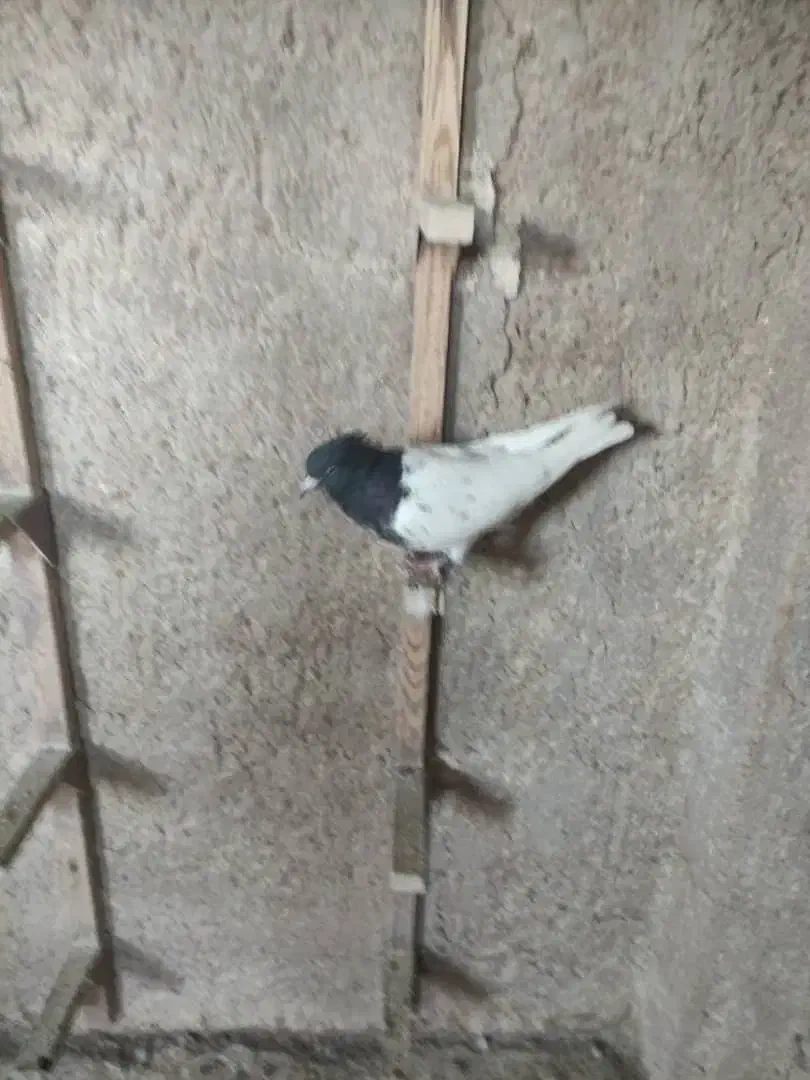 کل سیاه نر|پرنده|شیراز, تندگویان|دیوار