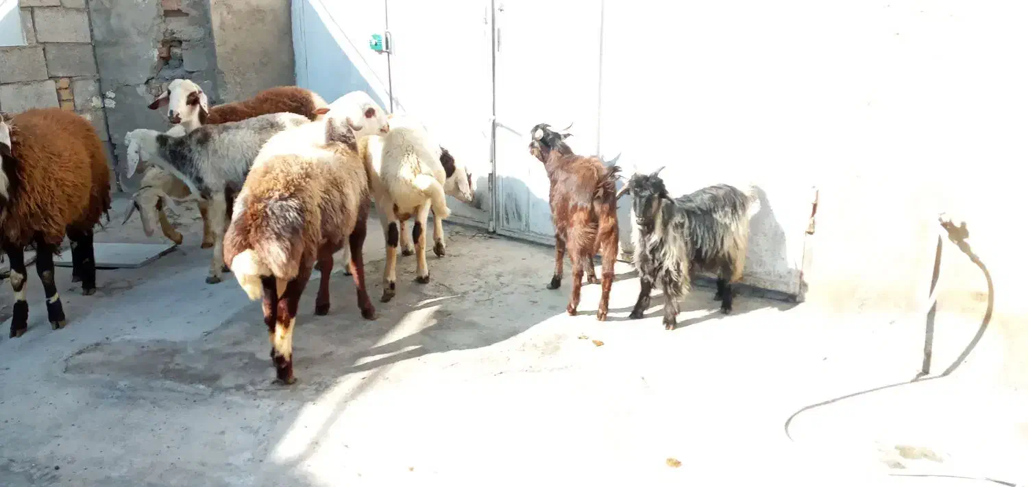 گوسفند و بز|حیوانات مزرعه|کنگاور, |دیوار