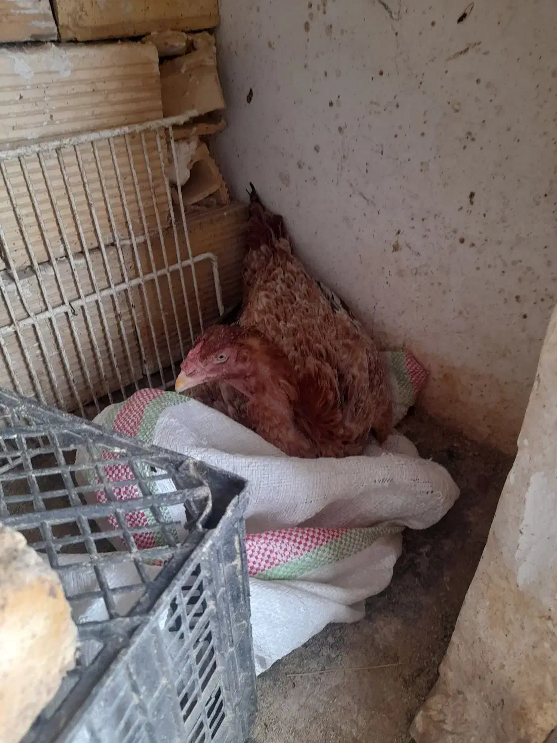 فروش‌جوجه‌مرغ وخروس‌اوشامو ومرغ‌افغان|حیوانات مزرعه|کامیاران, |دیوار