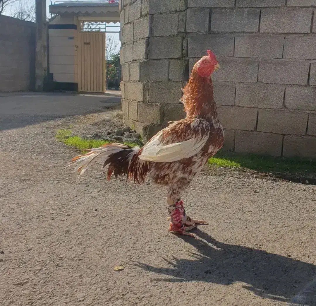 خروس|حیوانات مزرعه|شوشتر, |دیوار