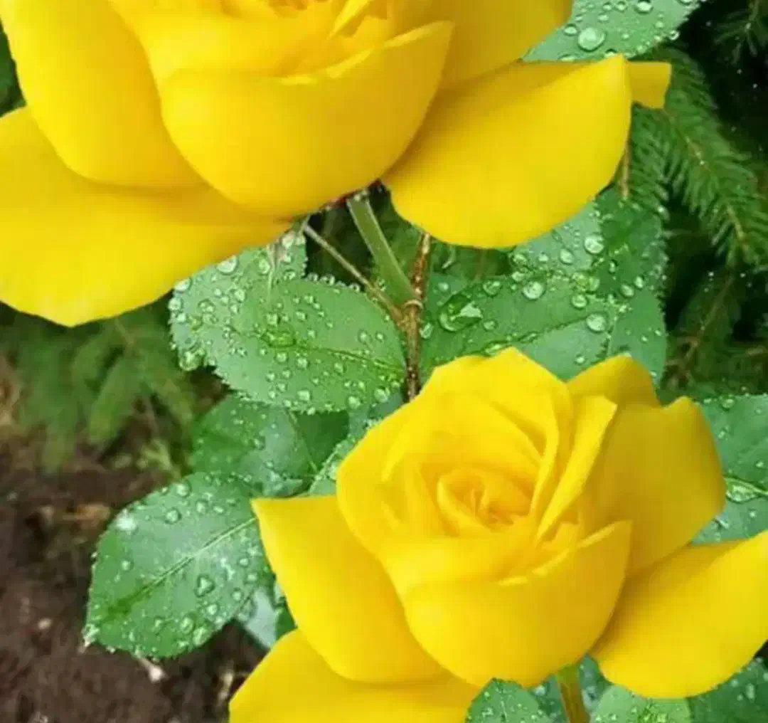 مشاوره خانواده و روابط زناشویی تضمینی کاملارایگان|فعالیت داوطلبانه|بیرجند, |دیوار