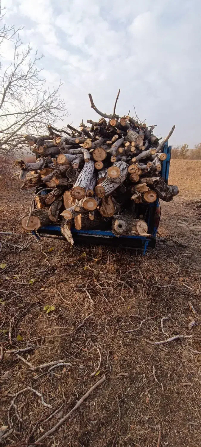 چوب بری|خدمات باغبانی و درختکاری|صوفیان, |دیوار