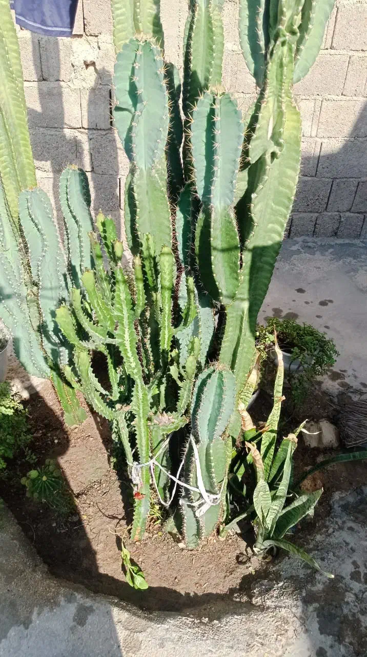 فروش کاکتوس سیب پرو بزرگ و خاص|گل و گیاه طبیعی|بندر دیر, |دیوار