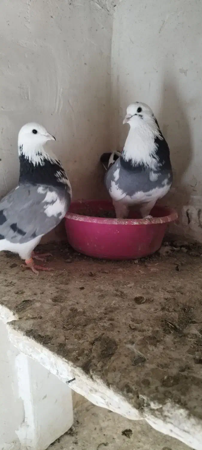 کفتر پرشی|پرنده|محمدشهر, محمدشهر|دیوار