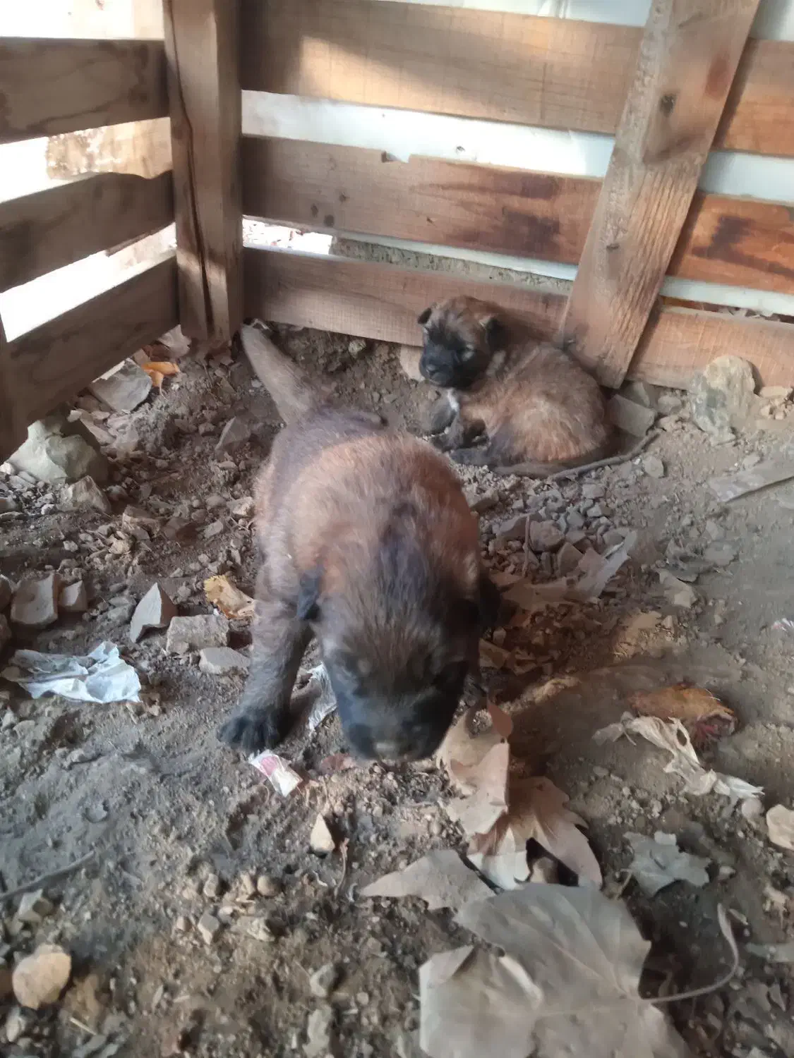 واگذری دوعدد توله مالنیوز نر با مادرشون|سگ|کوهسار (البرز), |دیوار