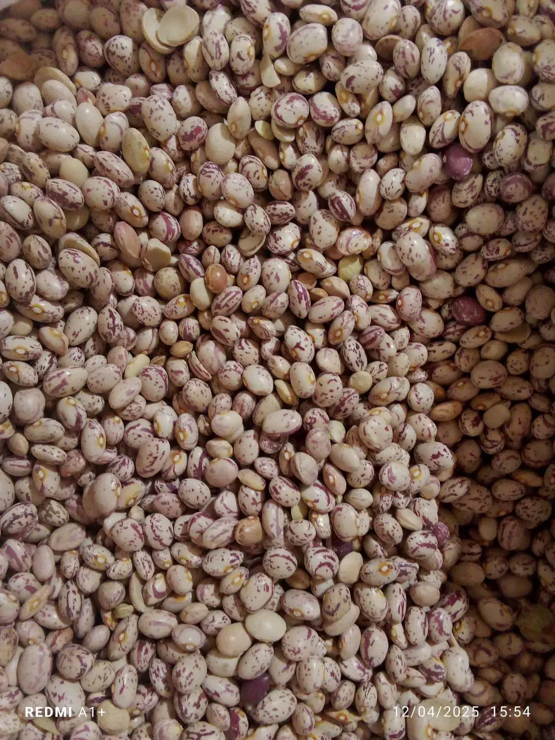 لوبیا تخمه قیمت عمده|خوردنی و آشامیدنی|کرمان, |دیوار