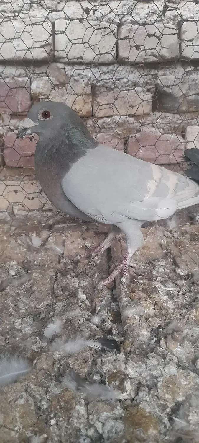 کبوتریاکفتر|پرنده|آباده, |دیوار