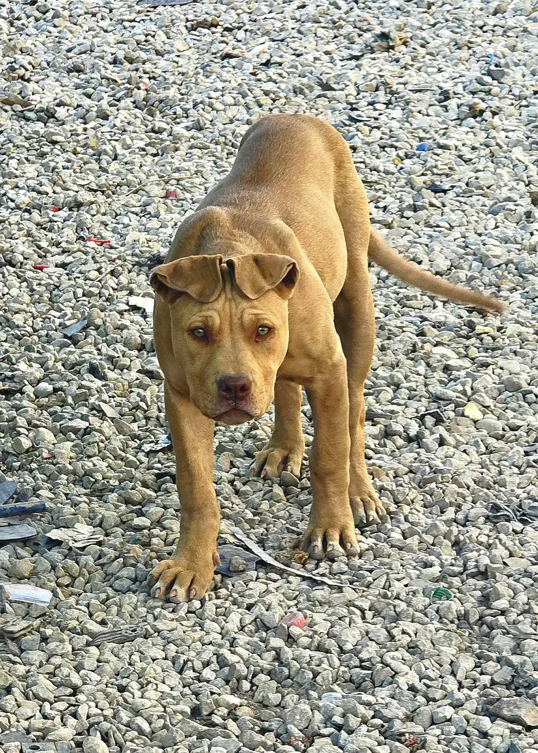 پیت بول|سگ|یاسوج, |دیوار