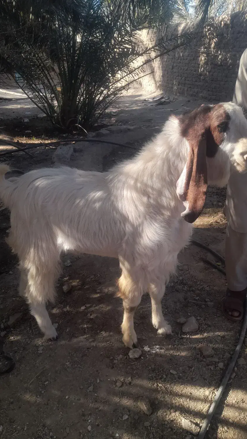 پاچن فروشی|حیوانات مزرعه|سراوان, |دیوار