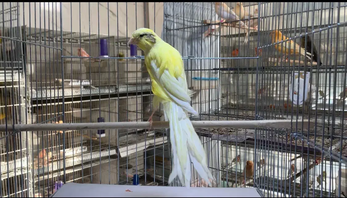 قناری رسمی بلند و رنگی اورجینال|پرنده|دماوند, گیلاوند|دیوار