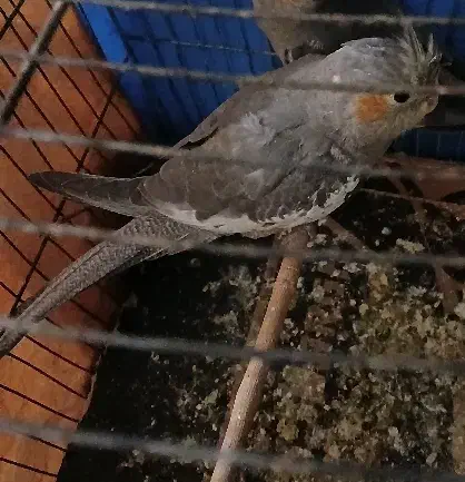 جوجه عروس|پرنده|آشخانه, |دیوار