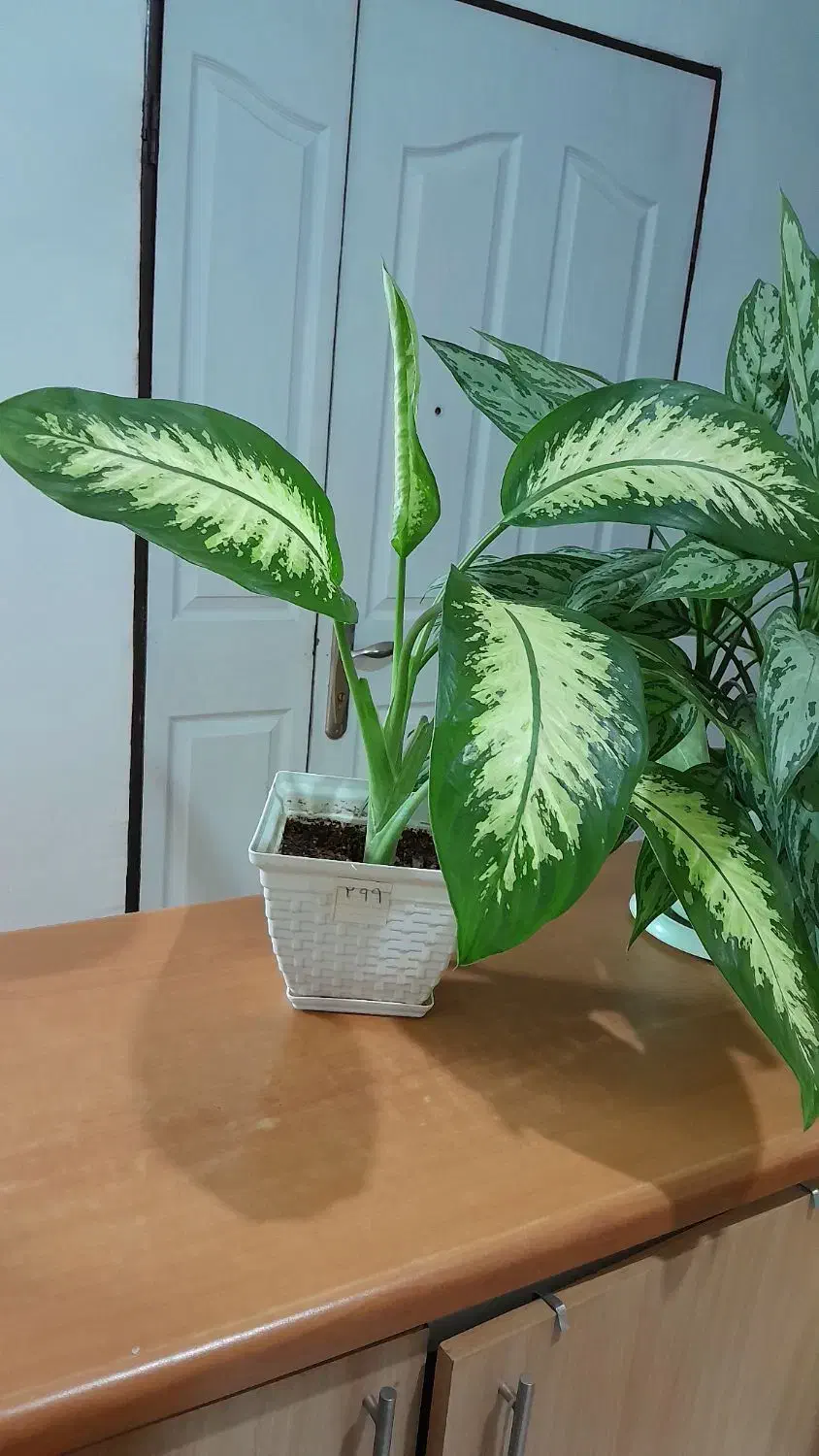 گل طبیعی|گل و گیاه طبیعی|فردیس, فرامرزیه|دیوار