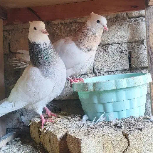 طوقی|پرنده|یزد, |دیوار