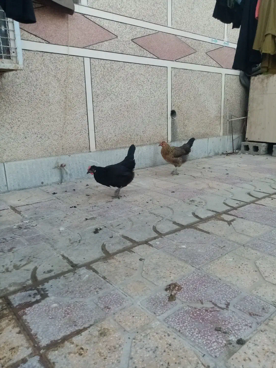 سلام مرغ تخم گذرار|حیوانات مزرعه|برازجان, |دیوار