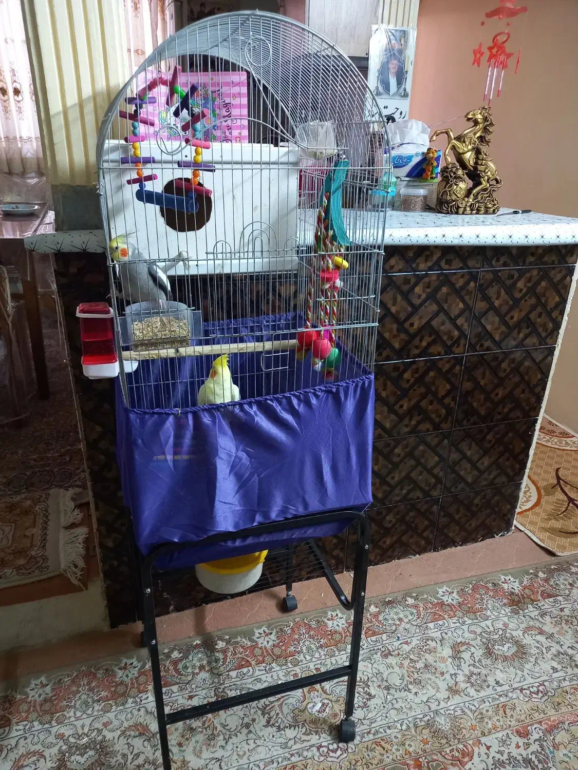 عروس هلندی سخنگو|پرنده|اسلامشهر, شهرک مهدیه|دیوار