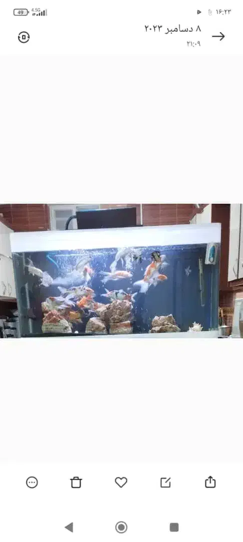 آکواریوم شیشه خم|ماهی|سیرجان, |دیوار