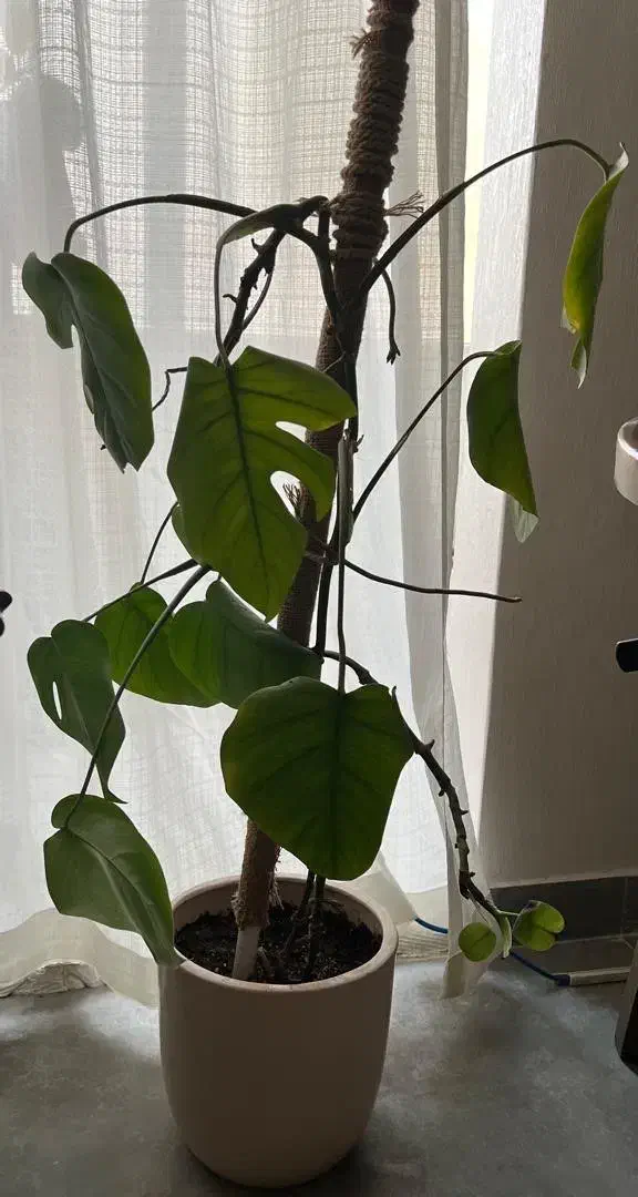 سطل های رنگارنگ نونو|گل مصنوعی|اندیشه, شهرک صدف|دیوار