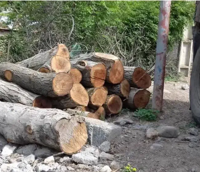 خریدار انواع چوب|خدمات باغبانی و درختکاری|ری, شهرری|دیوار